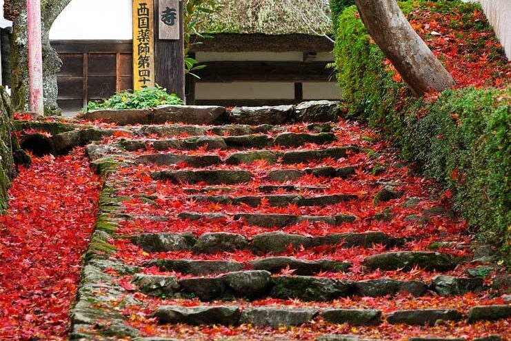 花の寺