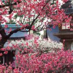 京都写真館　　北野天満宮