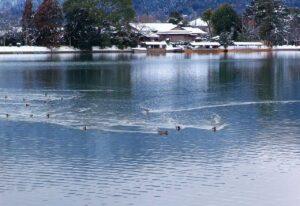 大覚寺　大沢の池