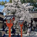 京都写真館 　平野神社の枝垂れ桜