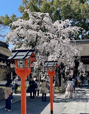 京都写真館 　平野神社の枝垂れ桜